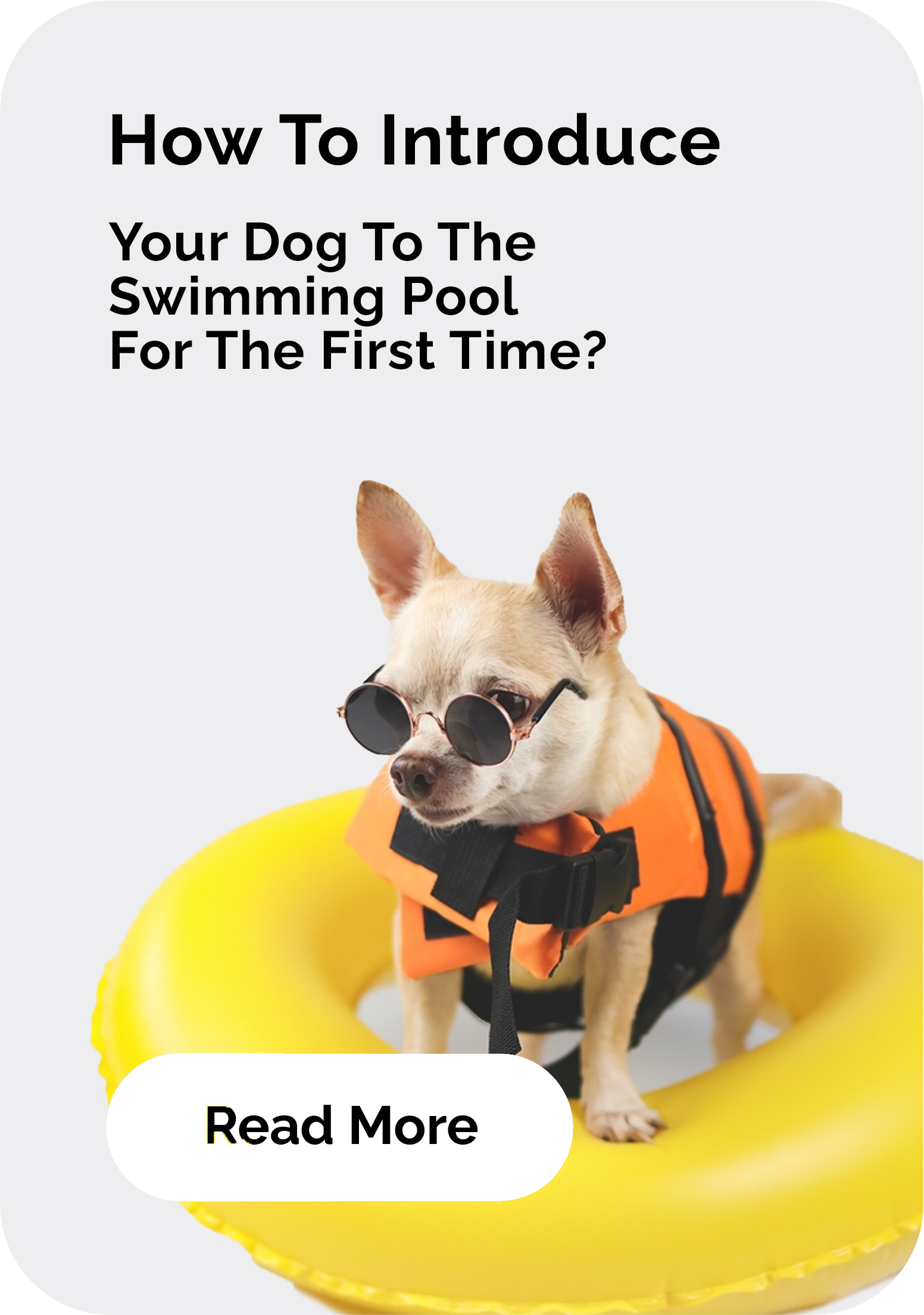 How To Introduce Your Dog To The Swimming Pool For The First Time
